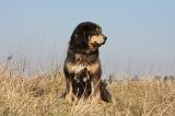 DOGUE DU TIBET 197